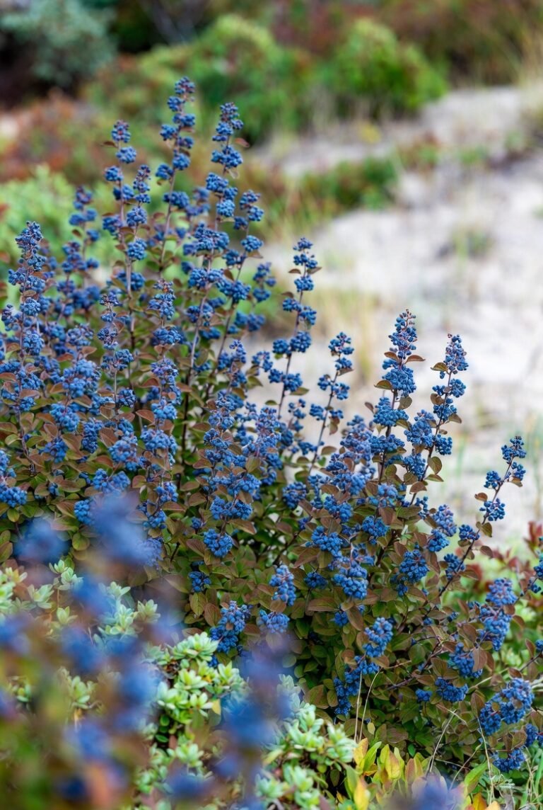 16 Cape Cod Landscaping Ideas | Garden & Outdoor Design