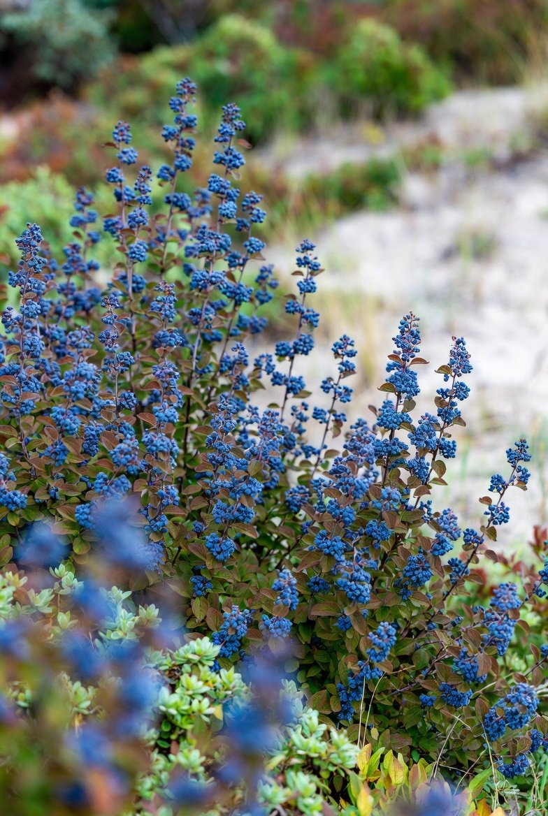 16 Cape Cod Landscaping Ideas | Garden & Outdoor Design